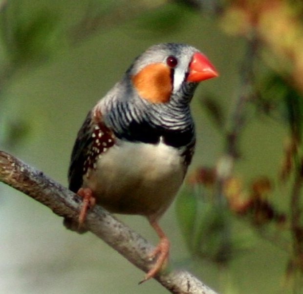 Zebra finches, on the other hand, are similar to humans because human 